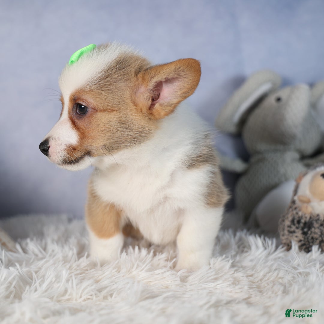 Welsh Corgi Pembroke dogs for sale: Dalton - Ad 11