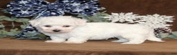 Bichon Frise dogs for sale: Toby - Ad 4