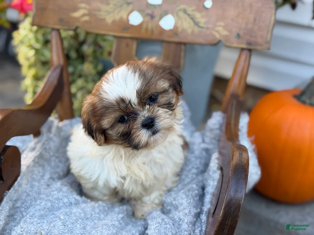 Shih Tzu dogs for sale: Sailor - Ad 1