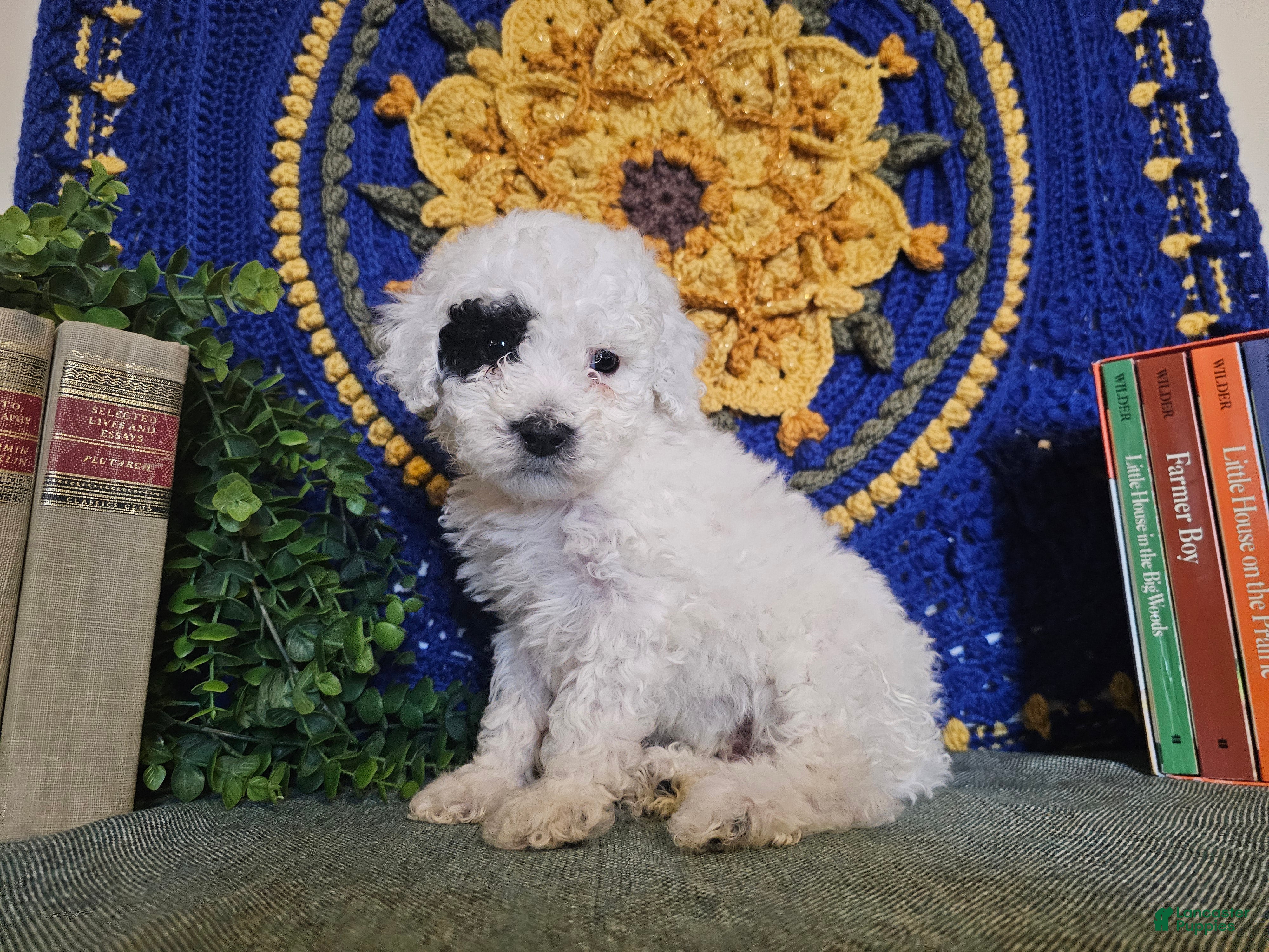 Mini Goldendoodle dogs Aspen - Ad 14
