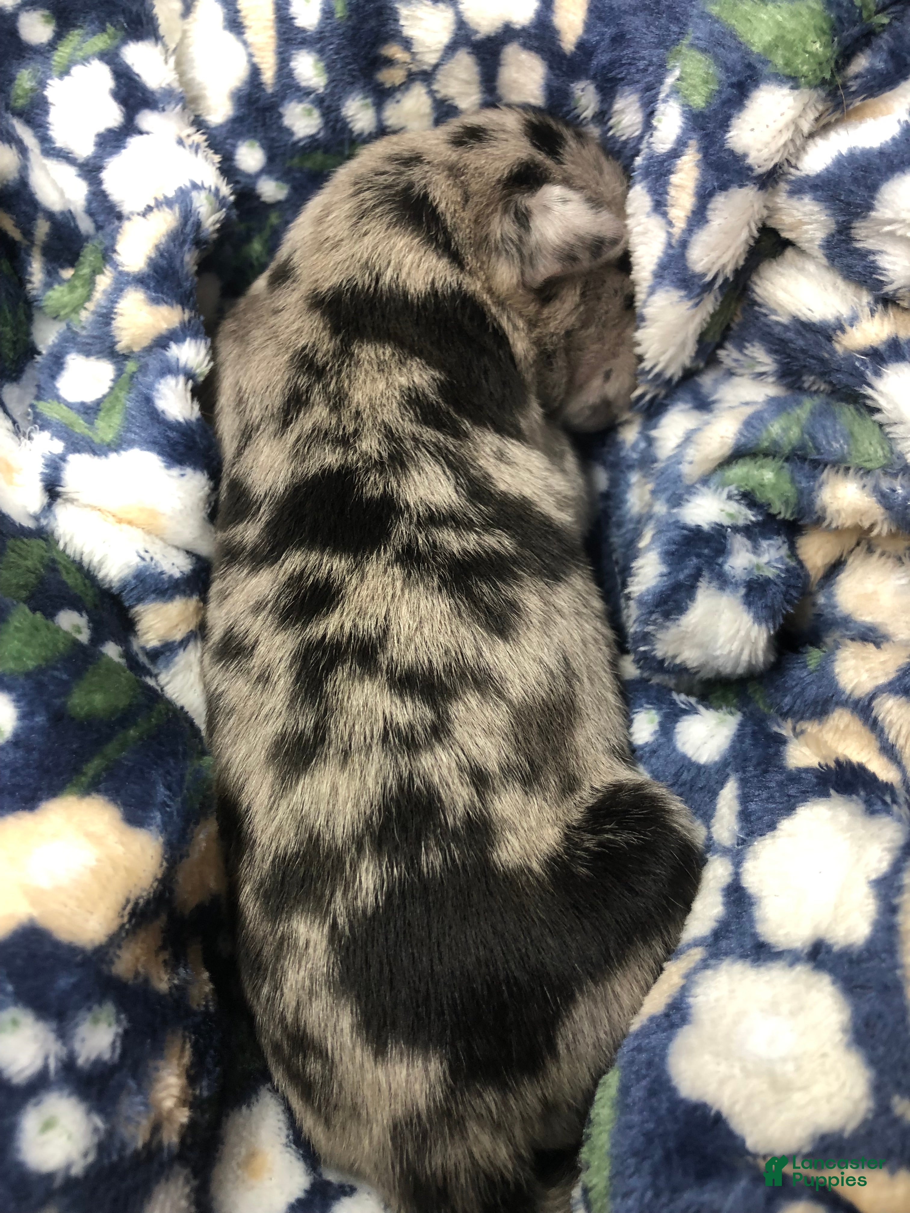 Mixed Breed dogs Female 3 - Ad 31