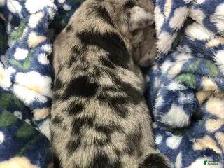 Mixed Breed dogs Female 3 - Ad 31