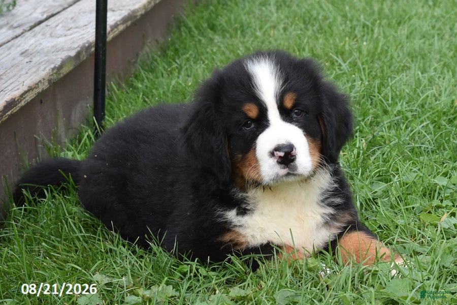 Bernese Mountain Dog dogs Mac - Ad 2