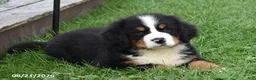 Bernese Mountain Dog dogs for sale: Mac - Ad 2
