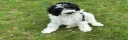 Bernedoodle dogs for sale: Bash  - Ad 6