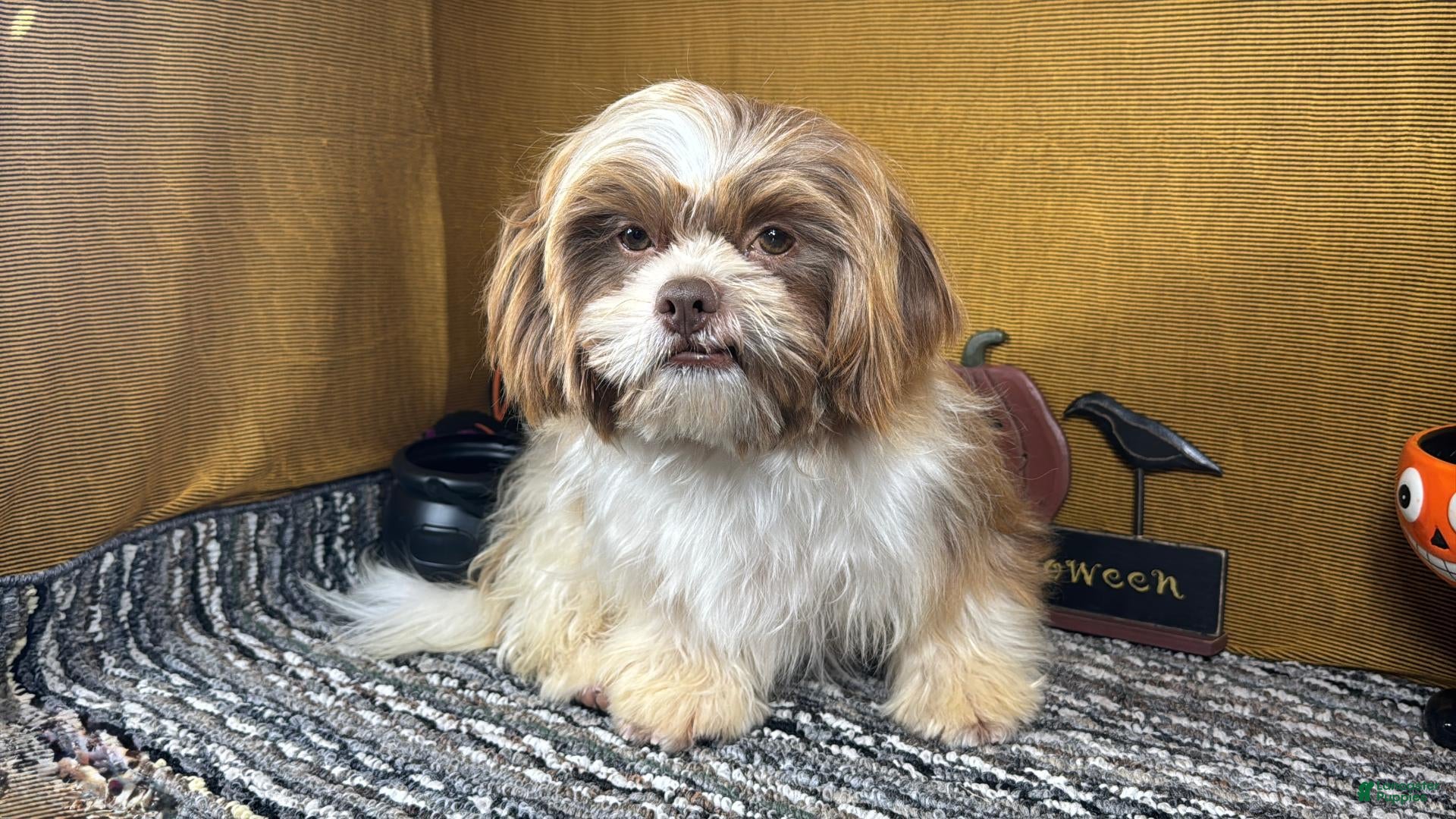 Shih Tzu dogs for sale: Shih Tzu 1 - Ad 25