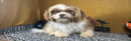 Shih Tzu dogs for sale: Shih Tzu 1 - Ad 1