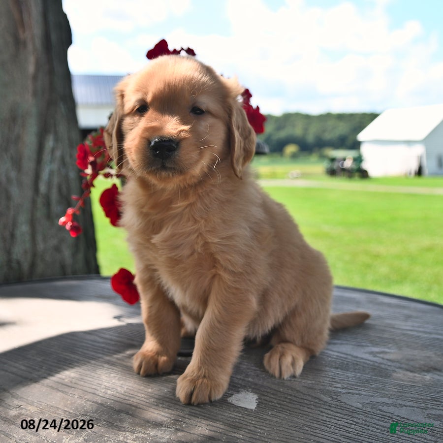 Golden Retriever dogs Taffy - Ad 1