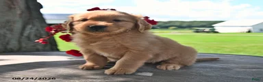 Taffy