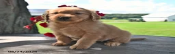 Golden Retriever dogs for sale: Taffy - Ad 1