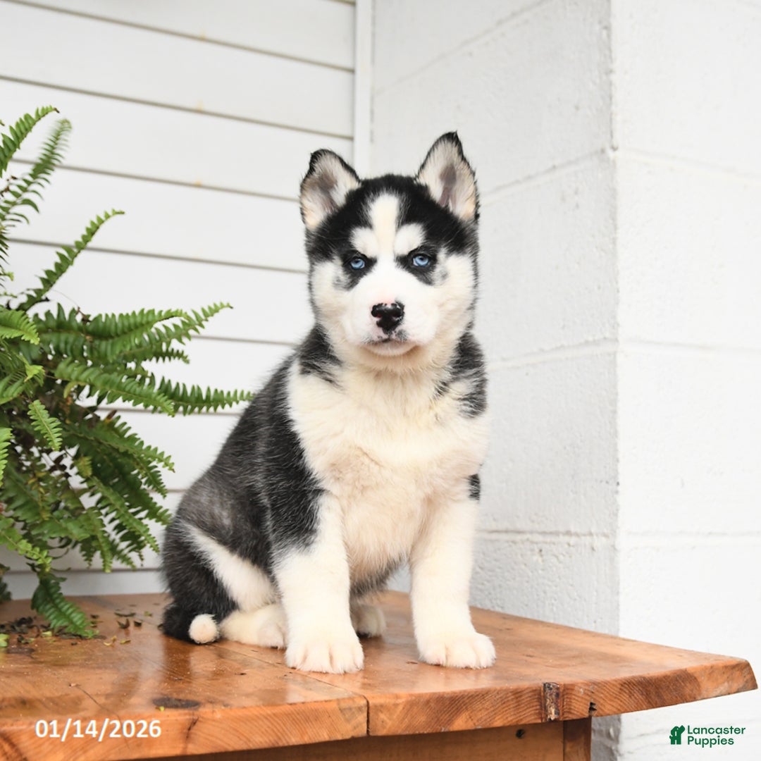 Gerberian Shepsky dogs for sale: Griffin - Ad 1