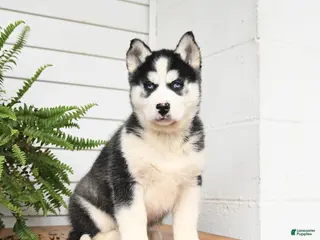 Gerberian Shepsky dogs Griffin - Ad 3