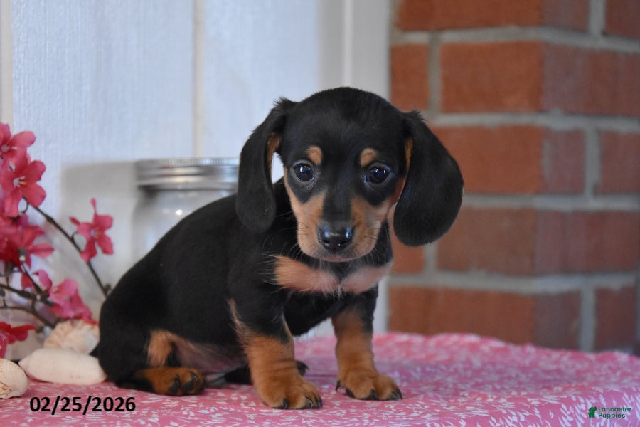 Miniature Dachshund dogs Jamin - Ad 2