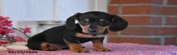 Miniature Dachshund dogs for sale: Jamin - Ad 2