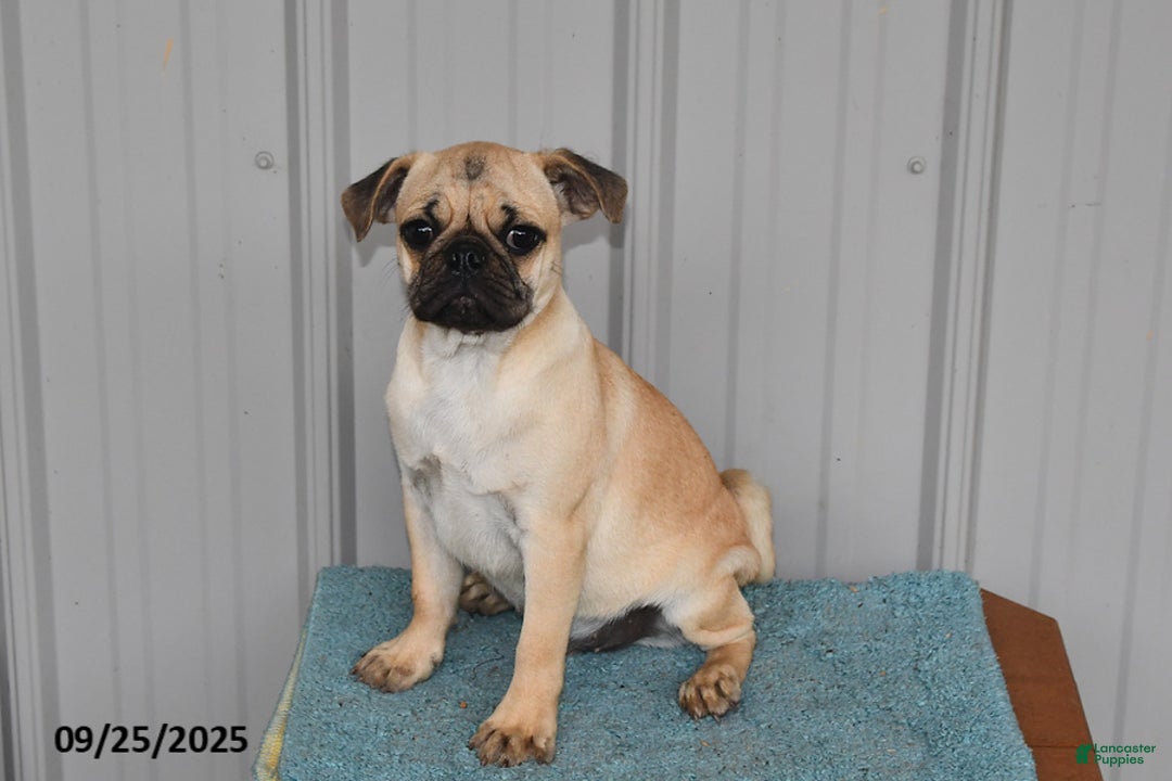 Pug dogs for sale: Sparky - Ad 11
