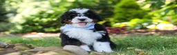 Mini Bernedoodle dogs for sale: Tucker - Ad 4