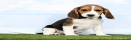 Beagle dogs for sale: Georgie - Ad 2