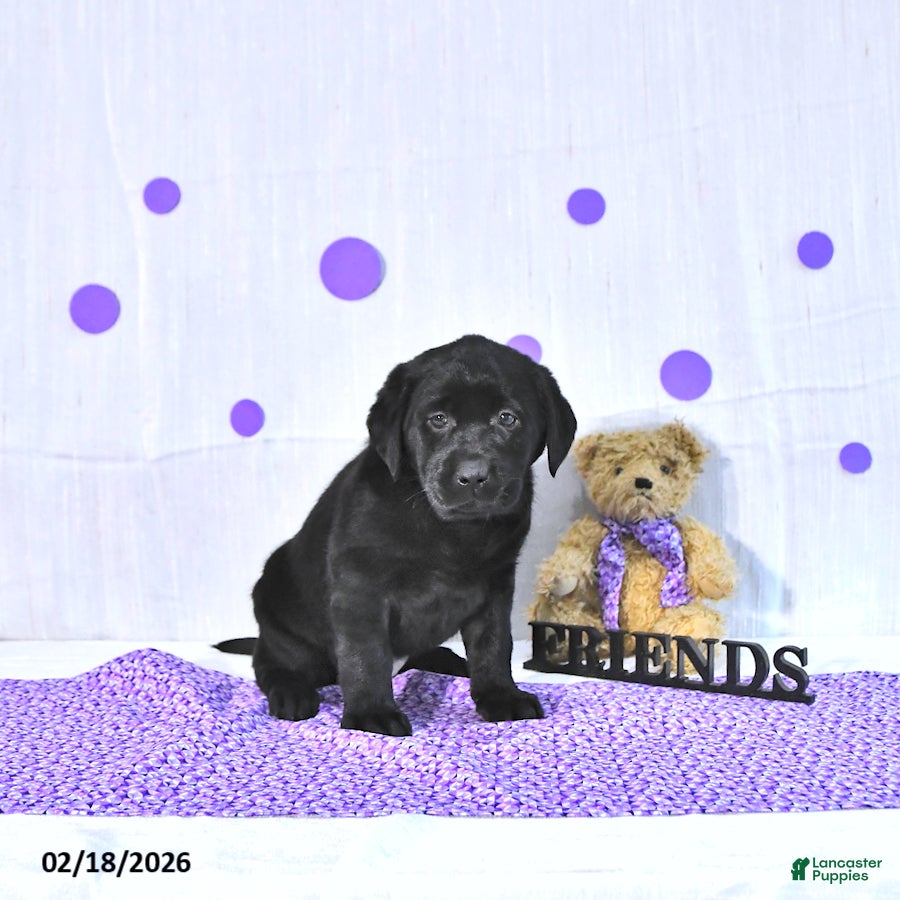 Labrador Retriever dogs Prunella - Ad 2