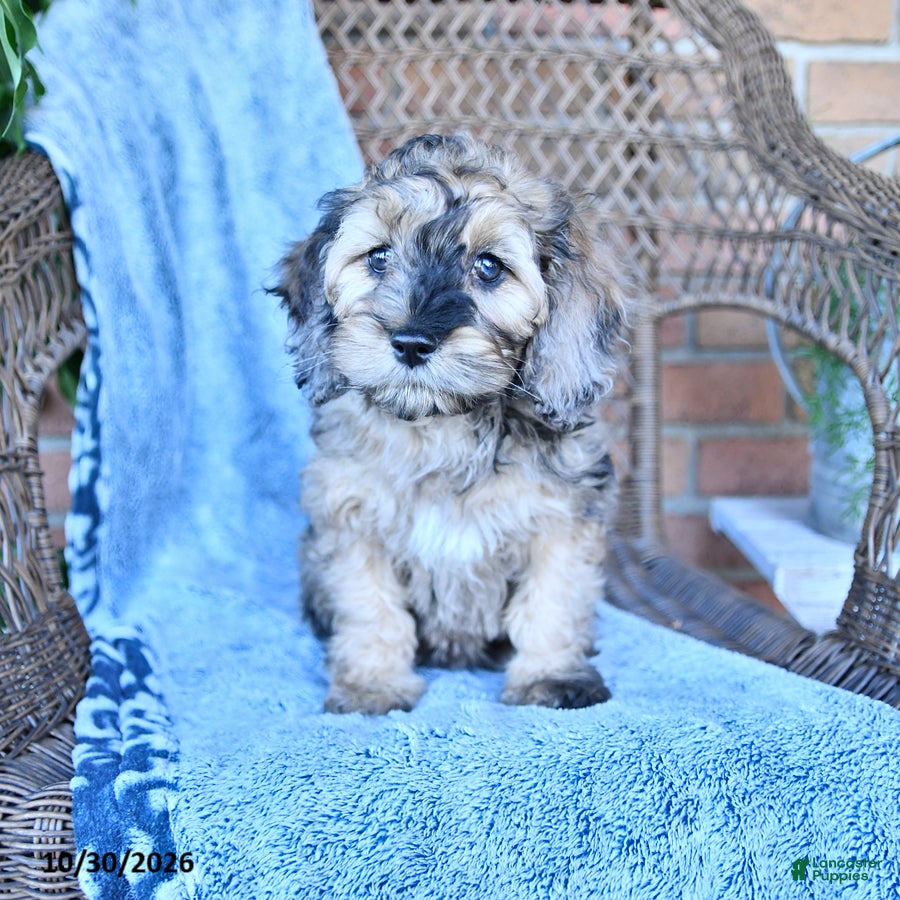 Cockapoo dogs for sale: Bella - Ad 2