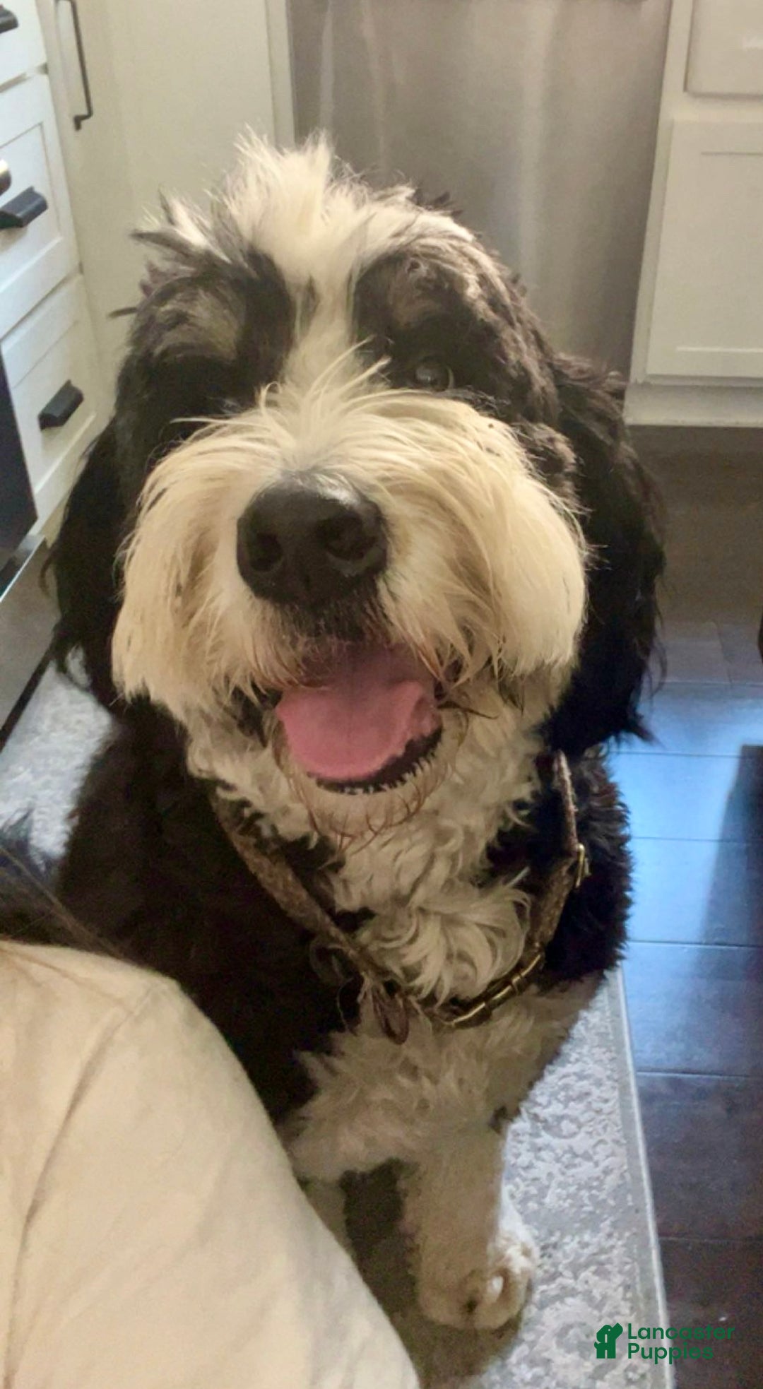 Mixed Breed dogs for sale: Prancer (Golden Mountain Doodle) - Ad 5