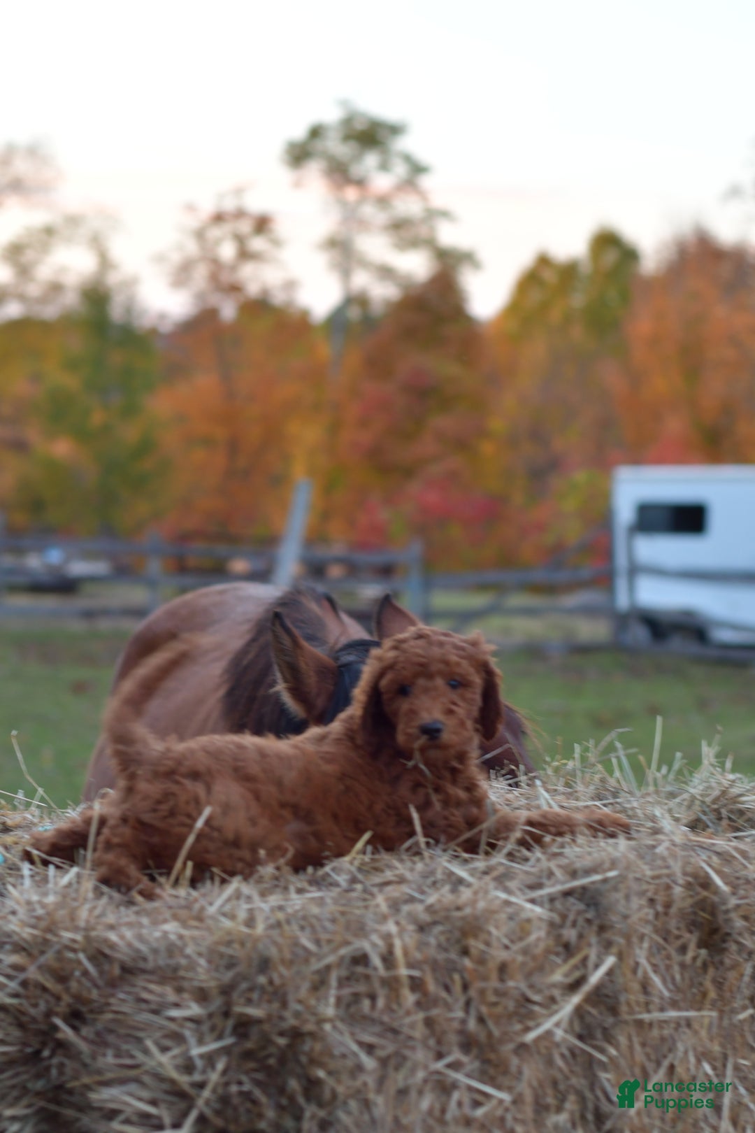 Standard Poodle dogs for sale: Clifford  - Ad 7