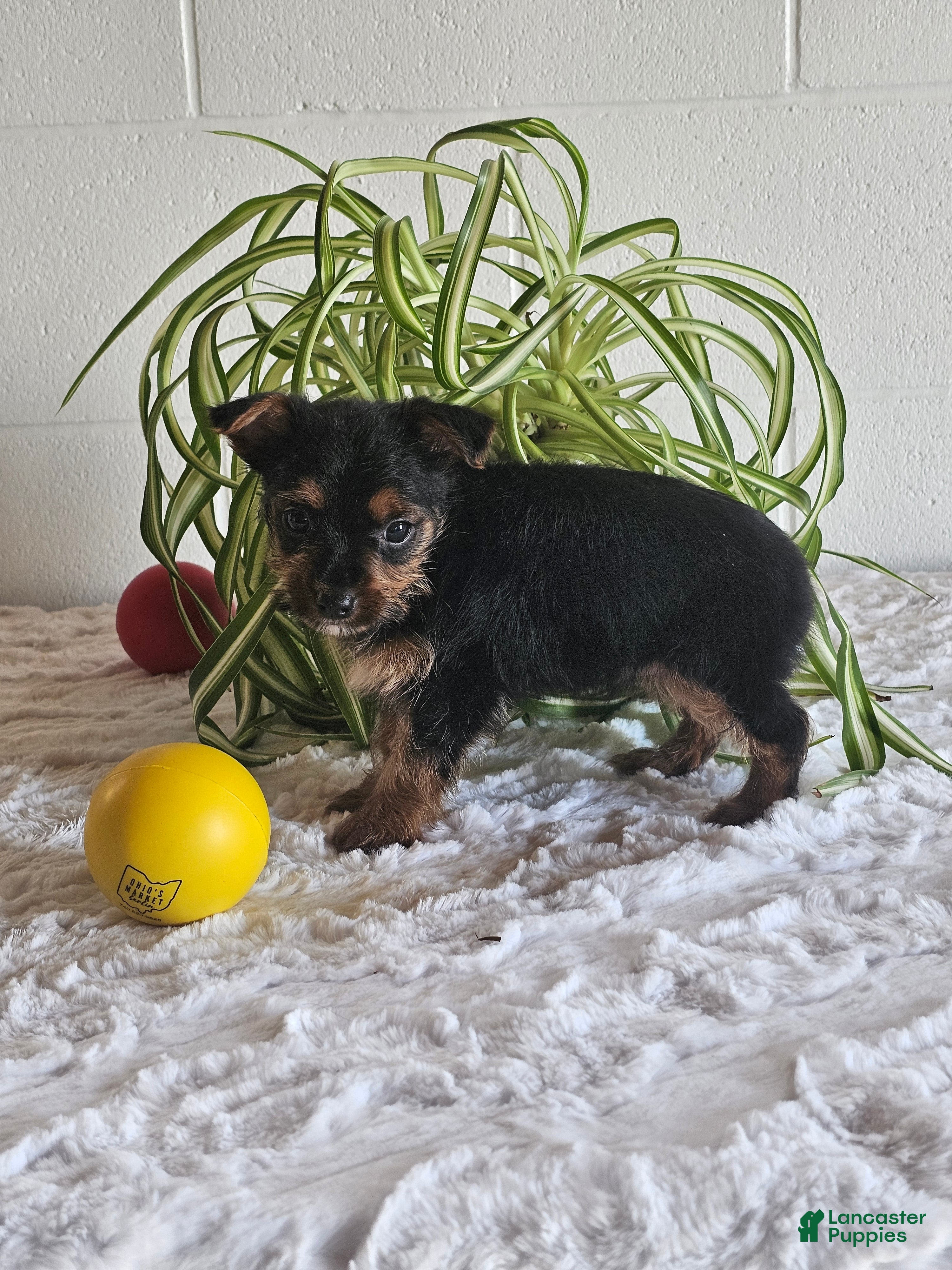 Yorkshire Terrier dogs Hunter - Ad 2