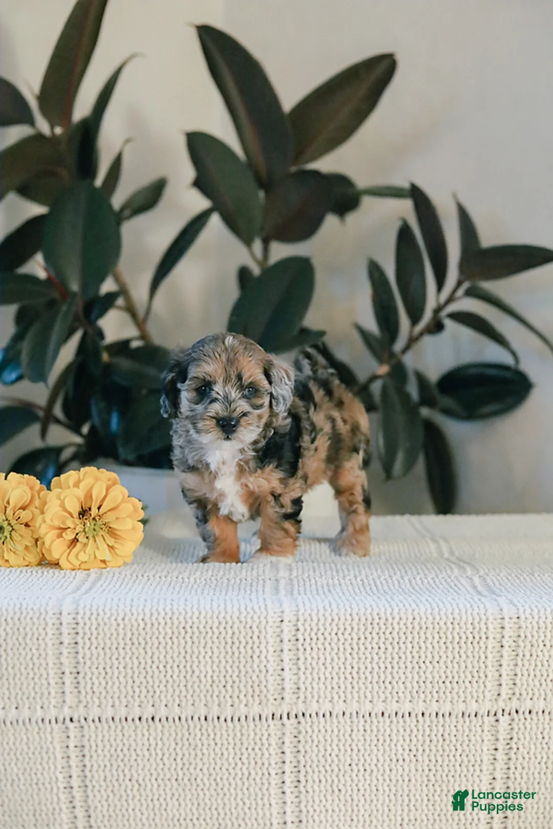 Maltipoo dogs for sale: Maddie - Ad 2