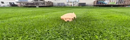 Golden Retriever dogs for sale: Ridge - Ad 3