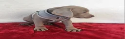 Labrador Retriever dogs for sale: Sleepy Joe - Ad 2