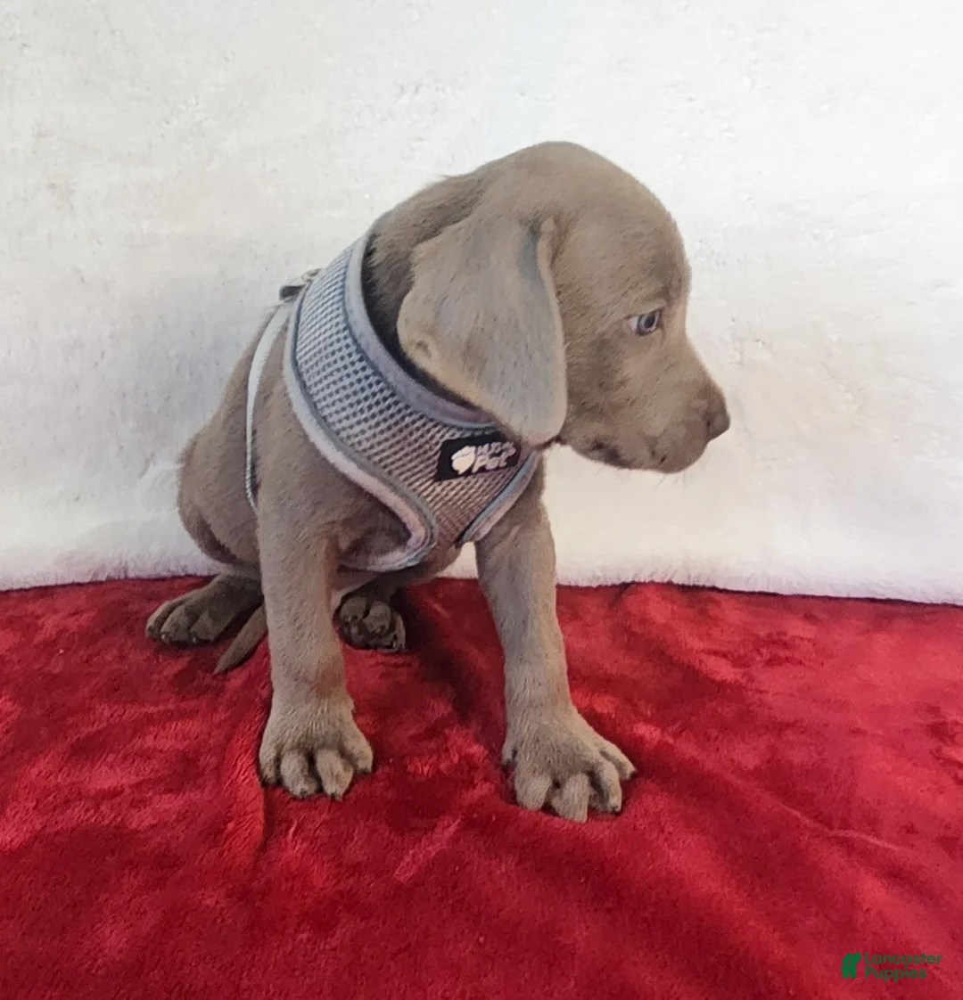 Labrador Retriever dogs for sale: Sleepy Joe - Ad 2