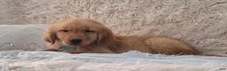 Golden Retriever dogs for sale: Phoenix - Ad 3