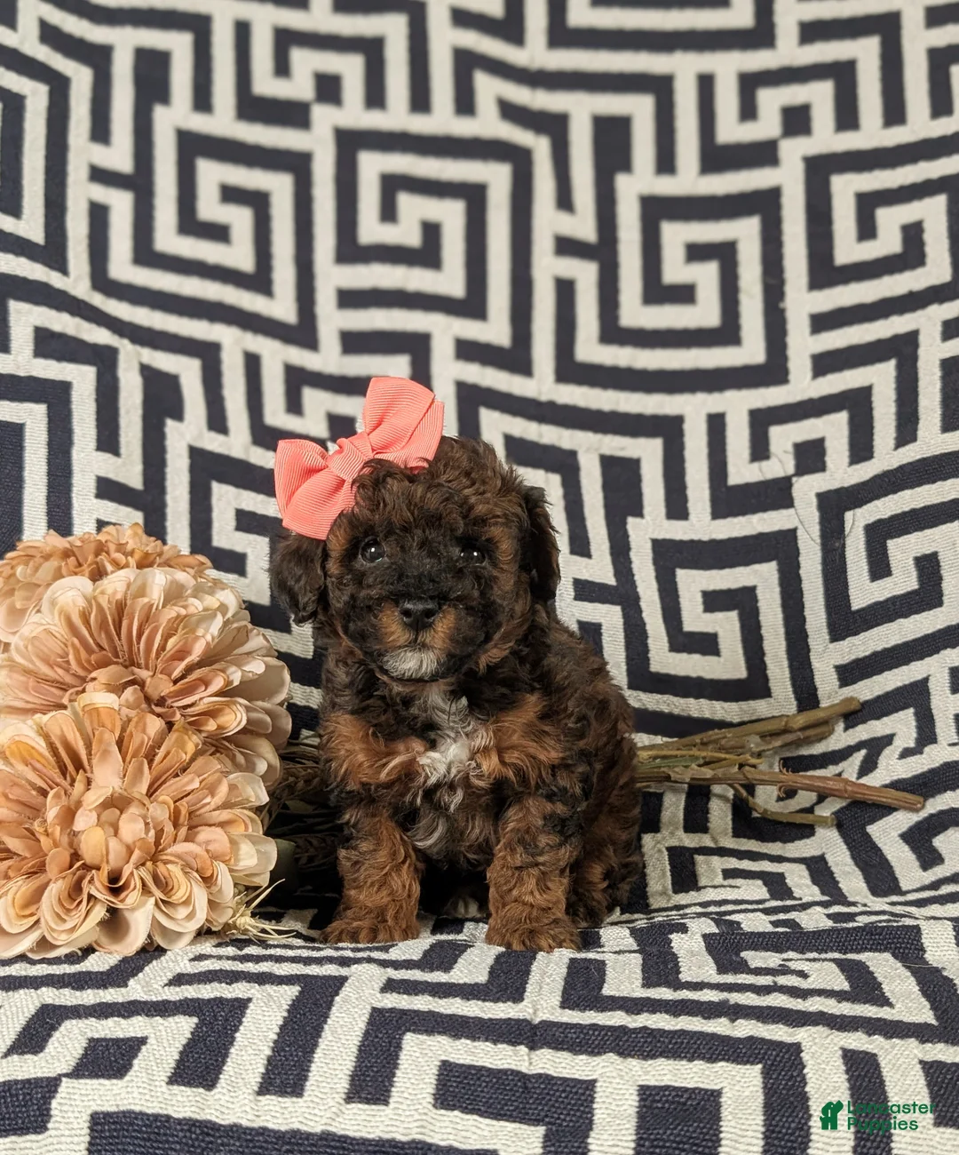 Lhasapoo dogs for sale: Kamille Hypoallergenic - Ad 2