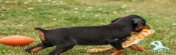Doberman Pinscher dogs for sale: DAISY - Ad 11