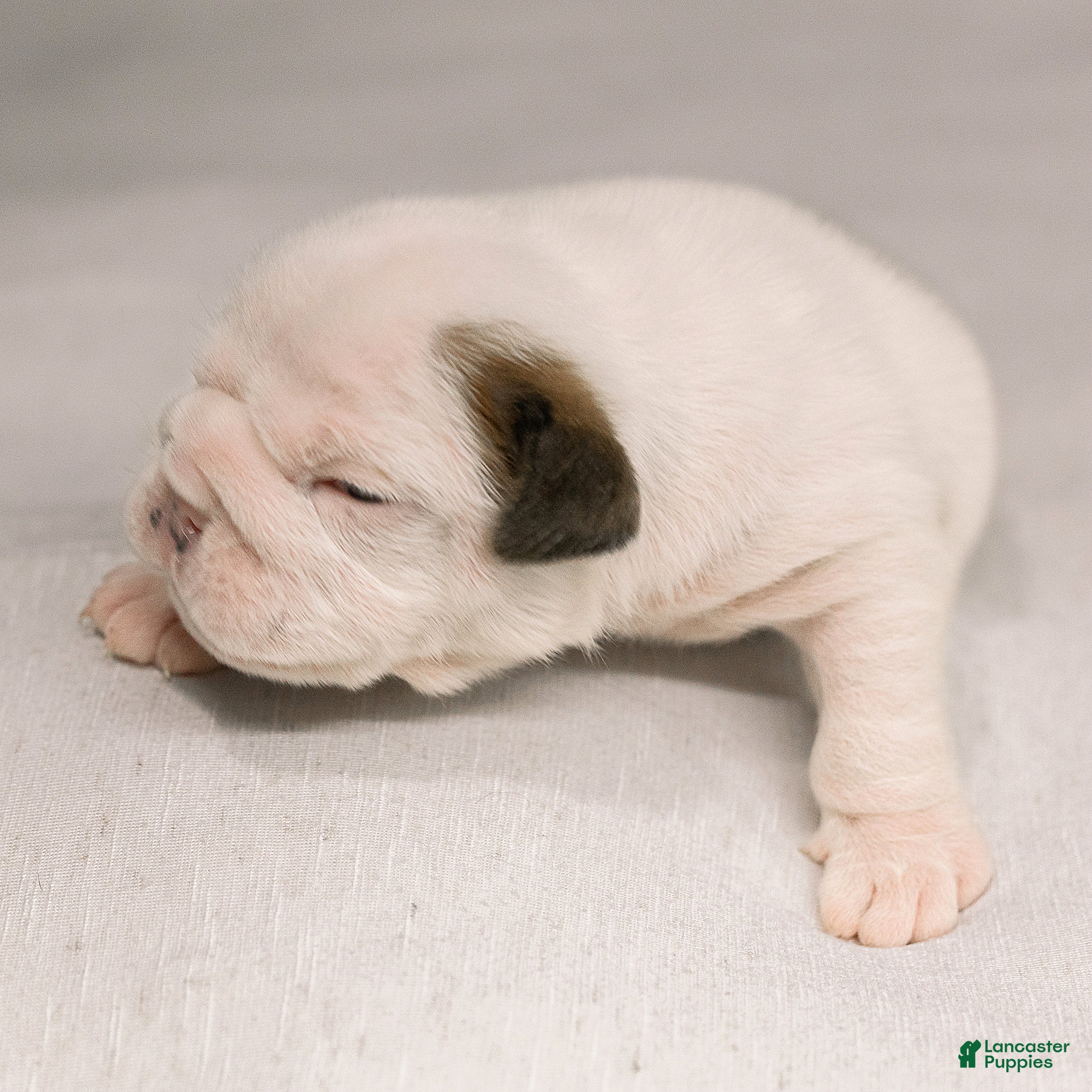 English Bulldog dogs for sale: English Bulldog 3 - Ad 2