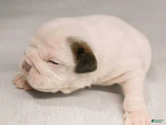 English Bulldog dogs for sale: English Bulldog 3 - Ad 2