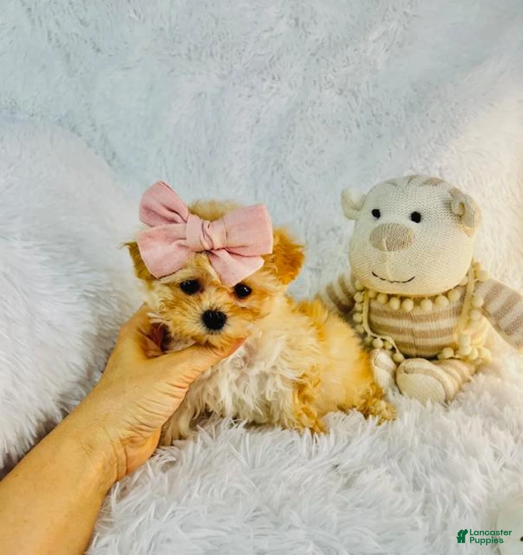 Miniature Poodle dogs for sale: Miniature Poodle Puppy 1 - Ad 1