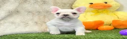 French Bulldog dogs for sale: Dozer - Ad 7