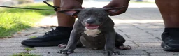 American Bully dogs for sale: Venus - Ad 12