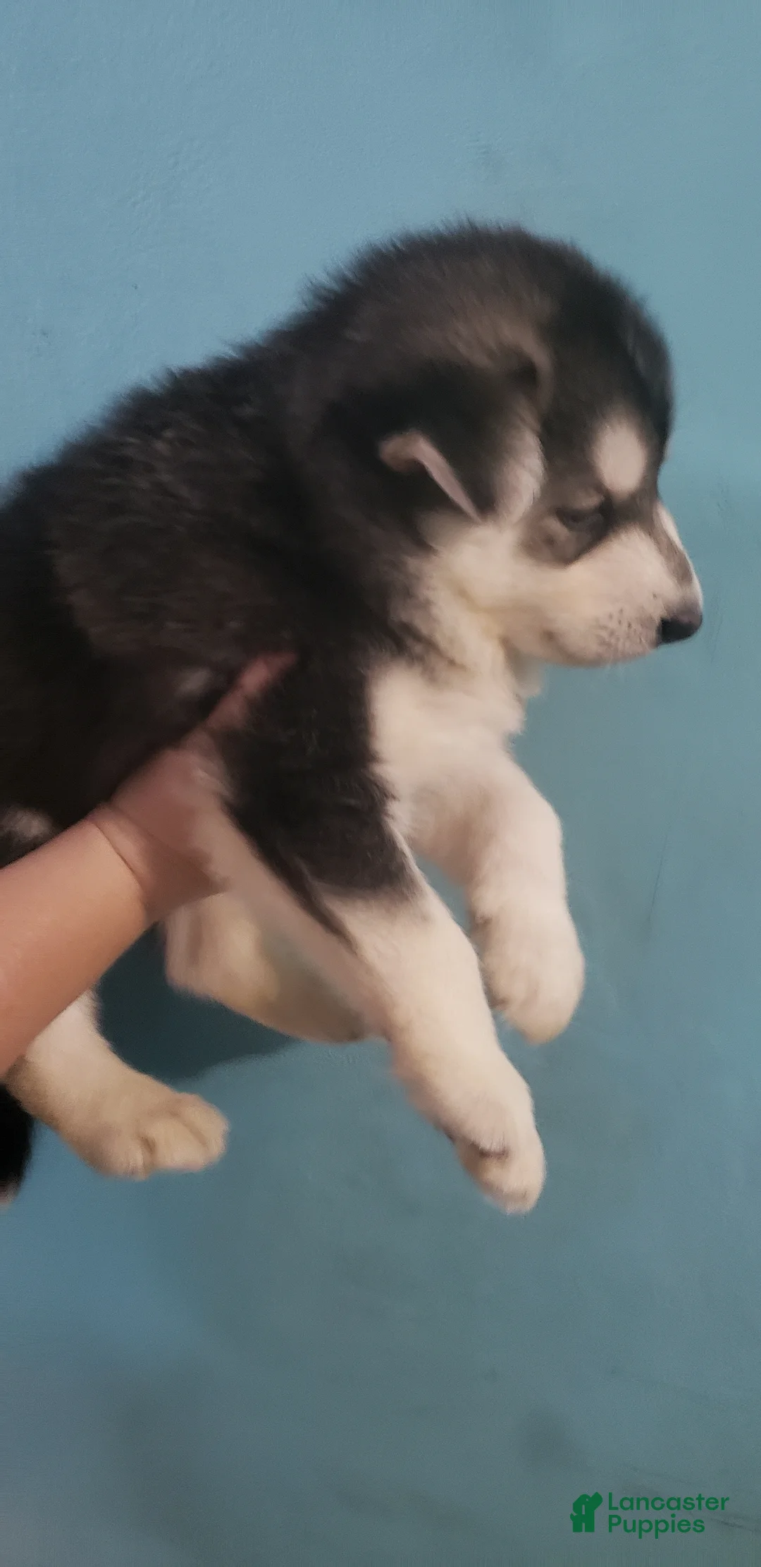 Siberian Husky dogs for sale: Siberian Husky 1 - Ad 2