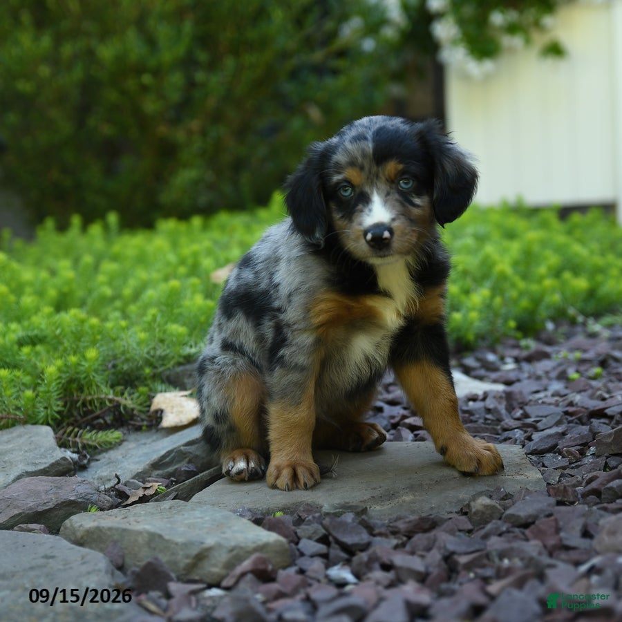 Aussiedoodle dogs Pipin - Ad 2