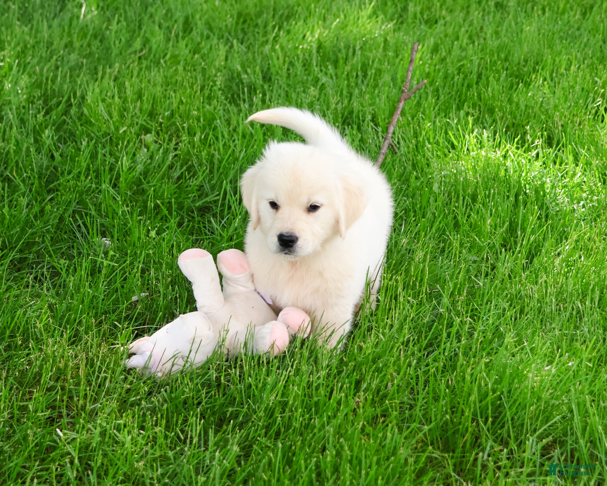 Golden Retriever dogs Arizona  - Ad 41