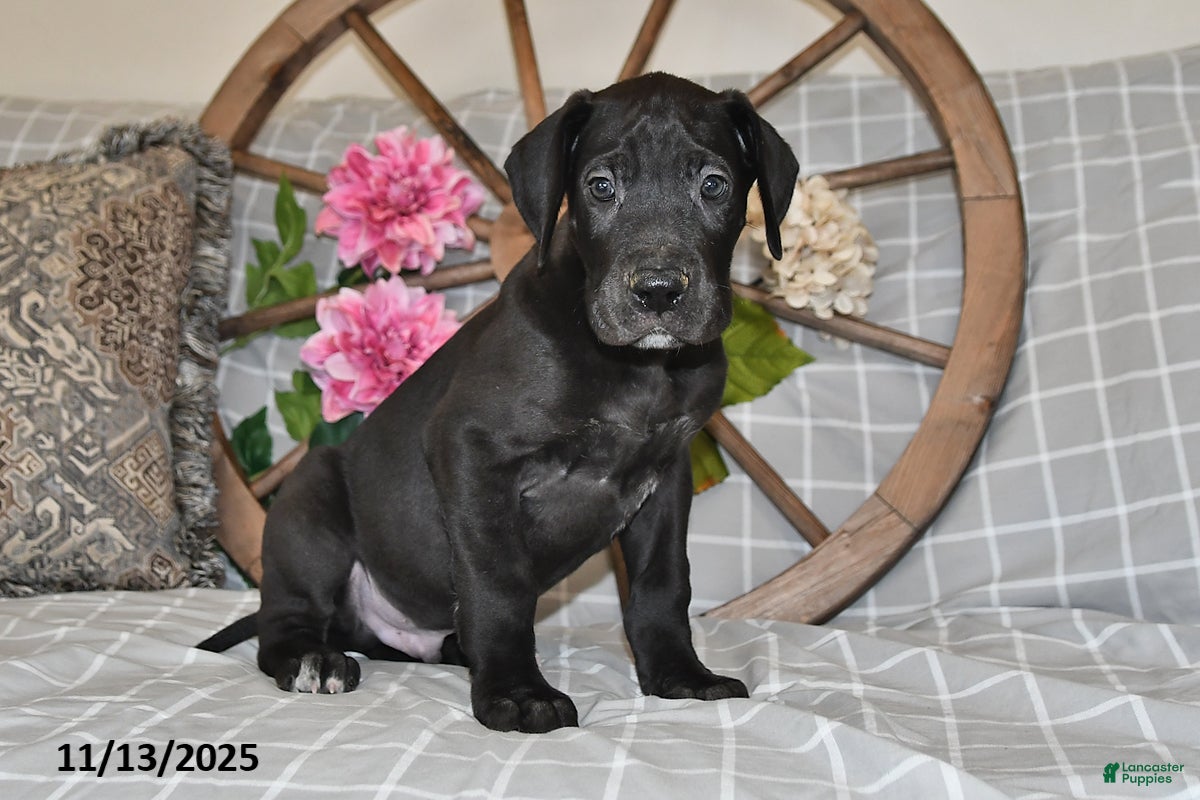 Great Dane dogs Bandit - Ad 29