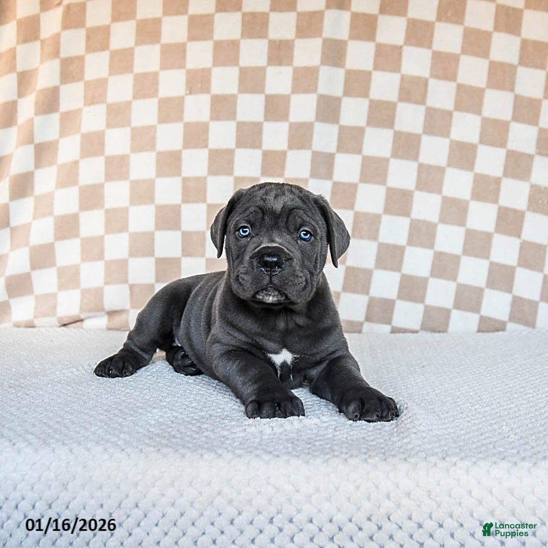 Cane Corso dogs for sale: Mighty - Ad 4