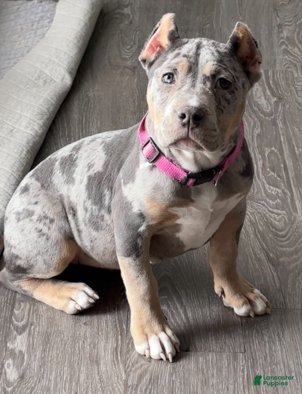 American Bully dogs American Bully Puppy 1 - Ad 37