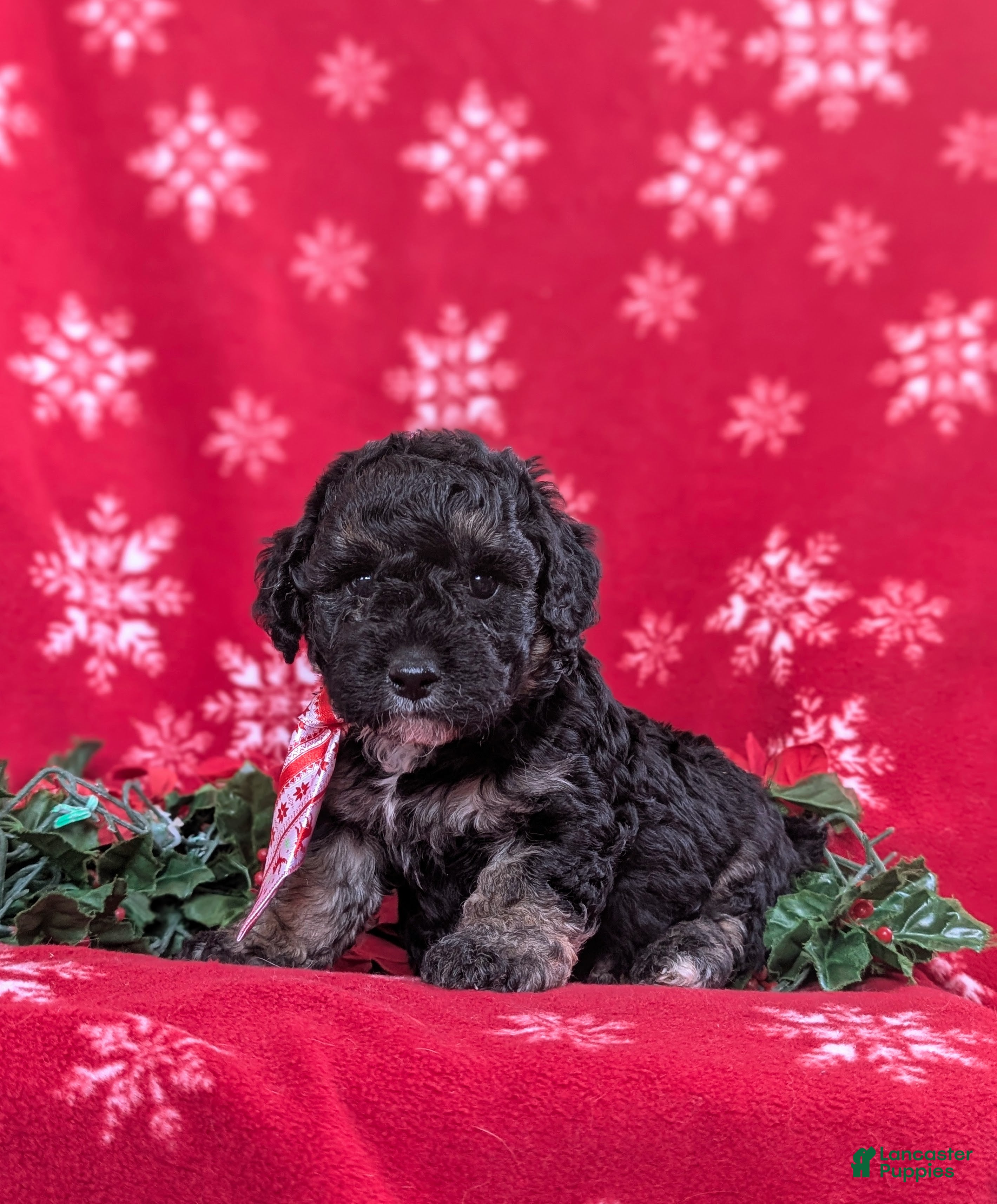 Cockapoo dogs Brendan Hypoallergenic - Ad 42