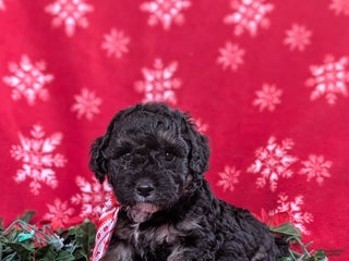 Cockapoo dogs Brendan Hypoallergenic - Ad 42