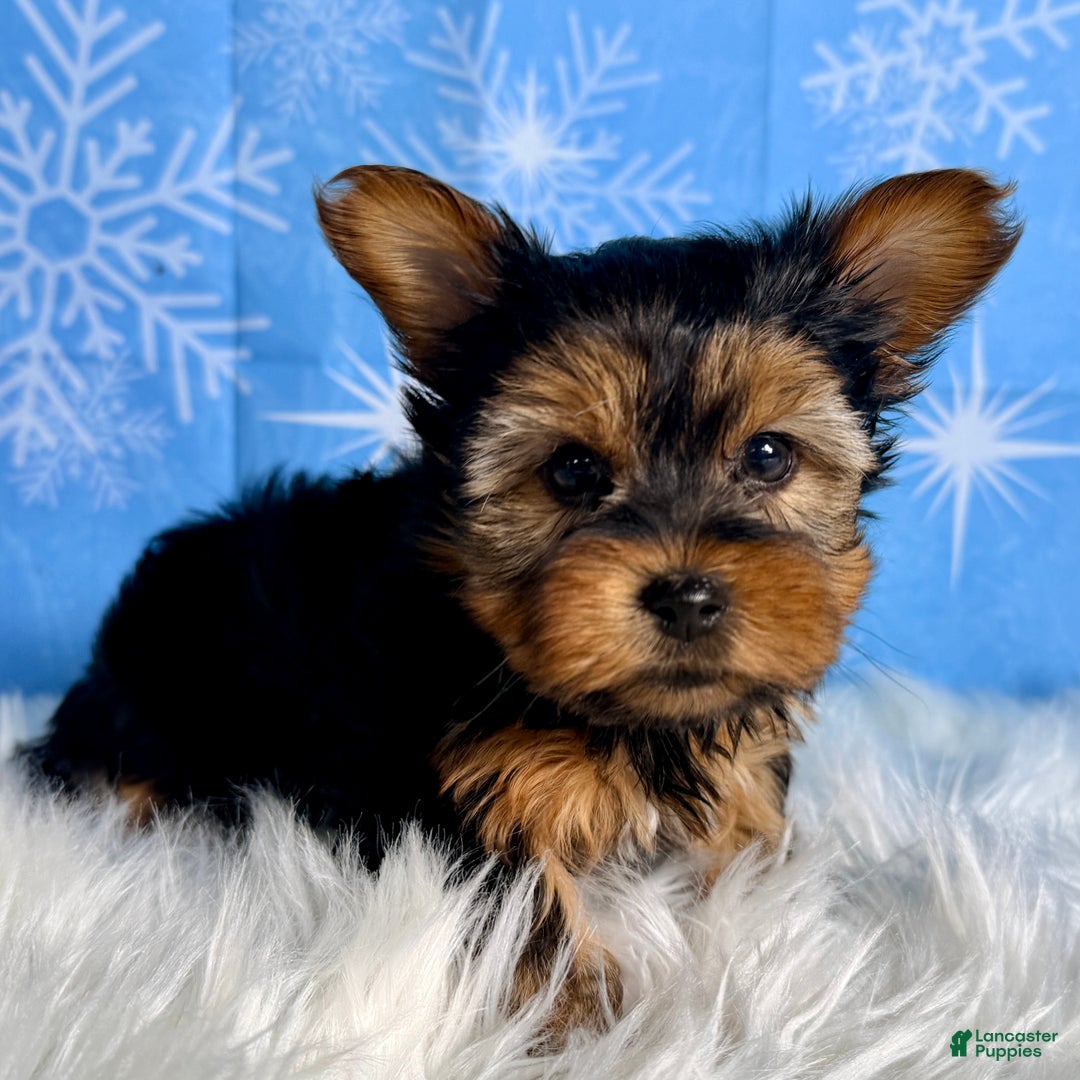 Yorkshire Terrier dogs for sale: Ana  - Ad 3