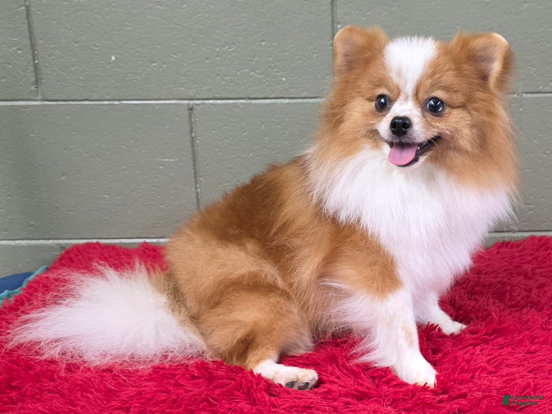 Pomeranian dogs for sale: Tinker - Ad 8