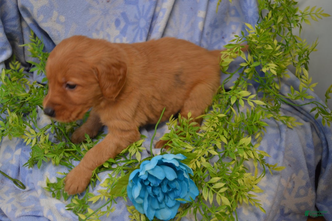Golden Retriever dogs for sale: Archie - Ad 3