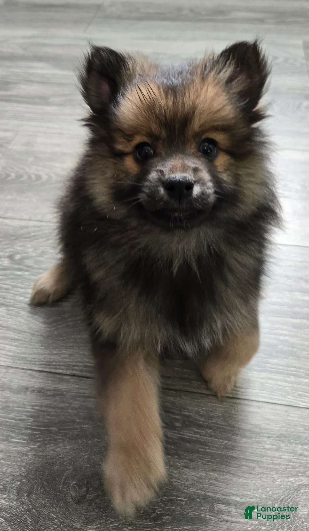 Pomeranian dogs for sale: Sasha - Ad 2